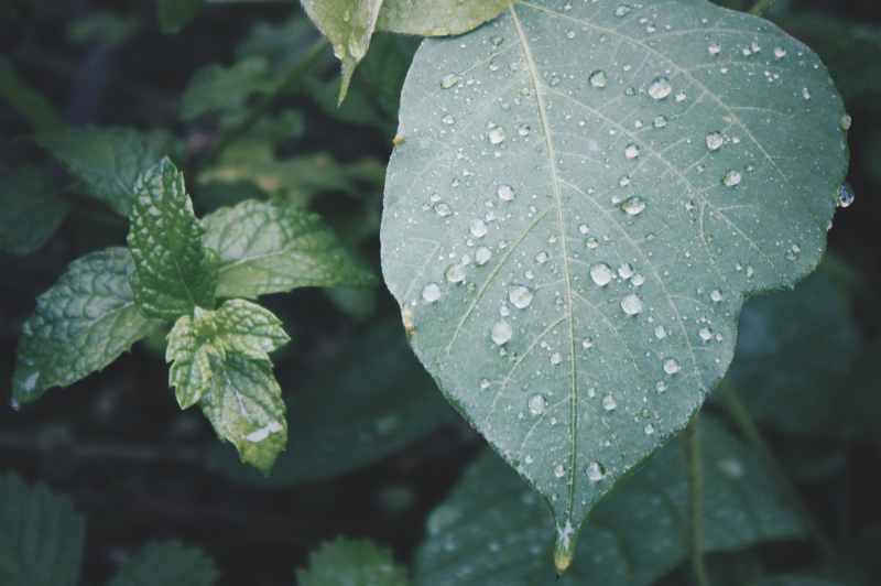 〈暮らしの知識〉梅雨を楽しむ！