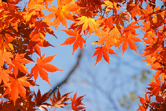 〈くらしの知識〉ダムは紅葉絶景の穴場？！