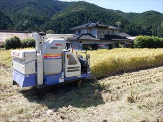 我が家の稲刈り